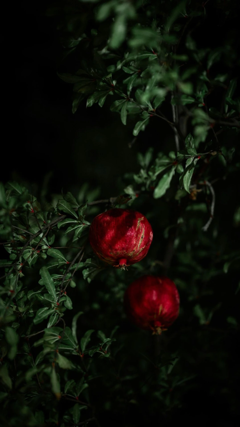 two pomegranates on a tree in the dark