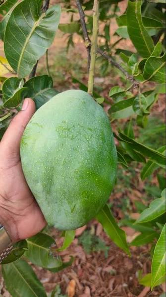 Premium hayat mango tree