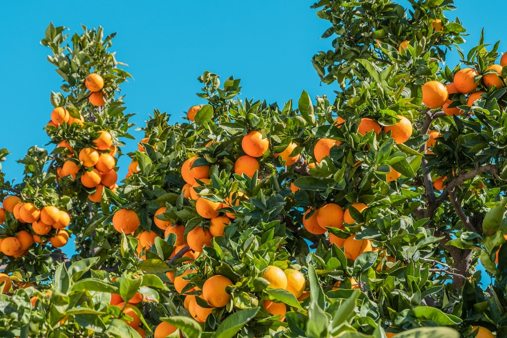 Oranges  tree